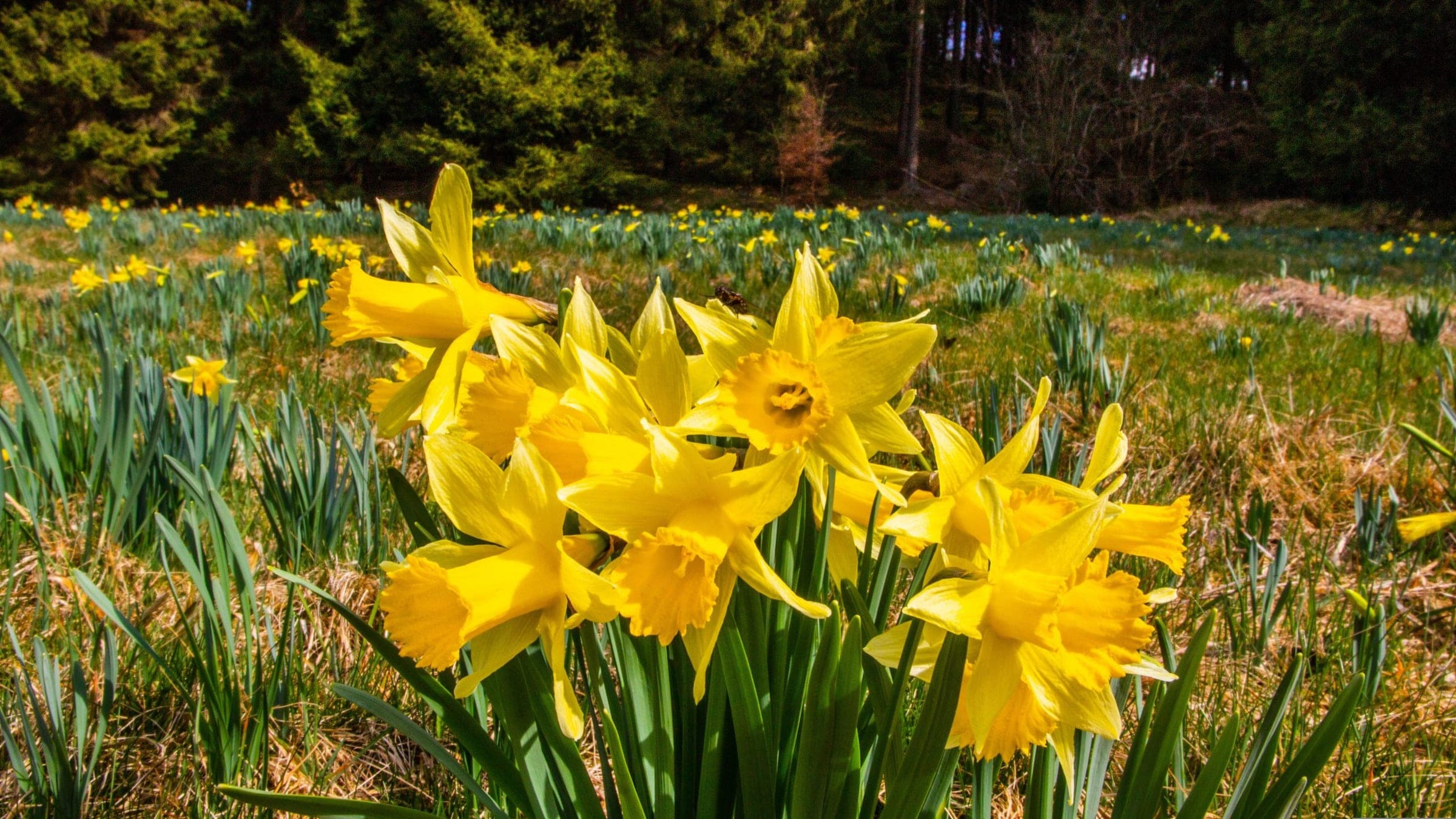 Daffodil Trail